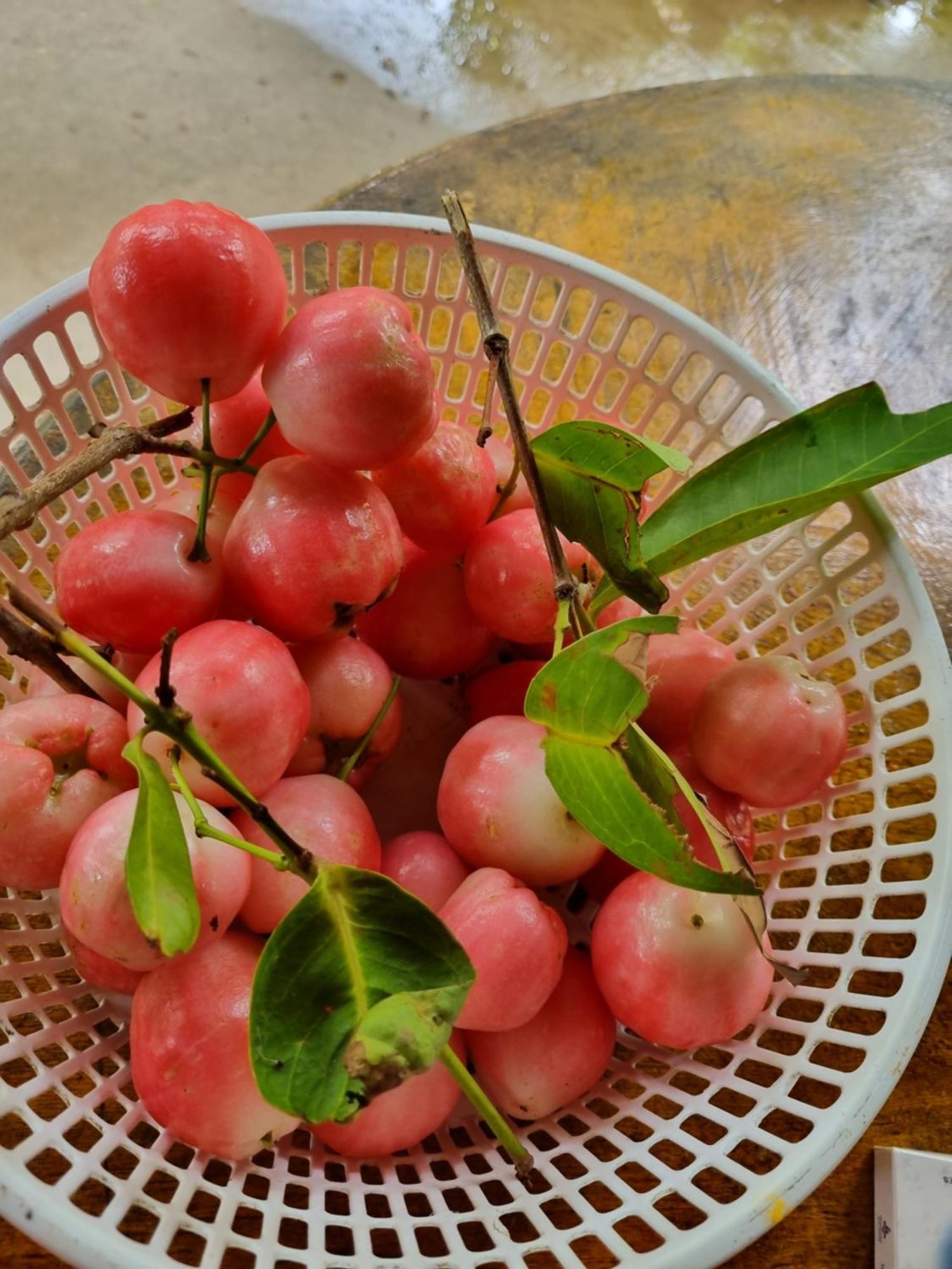 Homestay Nam Ham Luong Ben Tre Luaran gambar