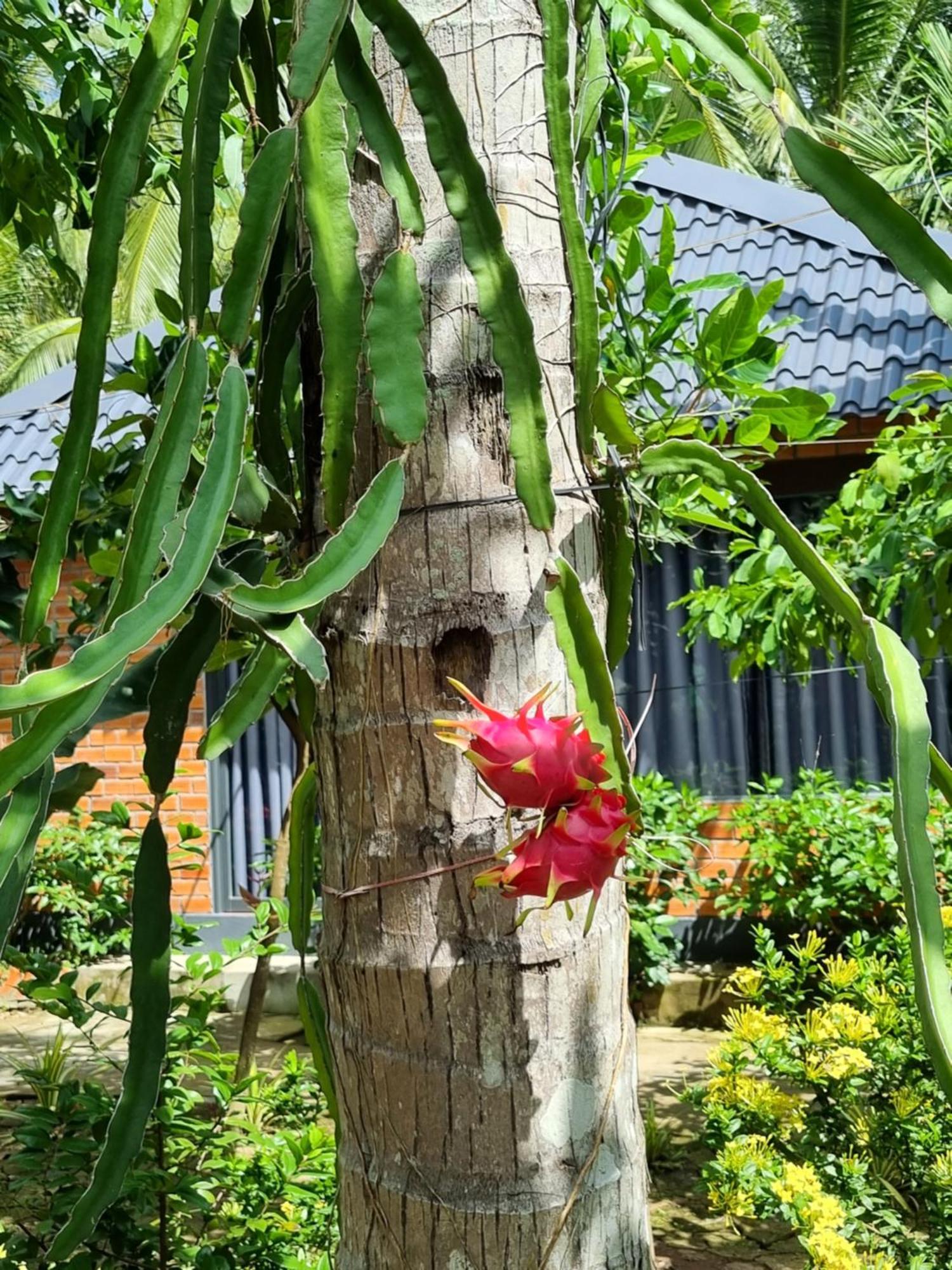 Homestay Nam Ham Luong Ben Tre Luaran gambar